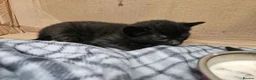 Mixed Breed cats for sale: 4 beautiful kittens in Middlesbrough - Advert 10