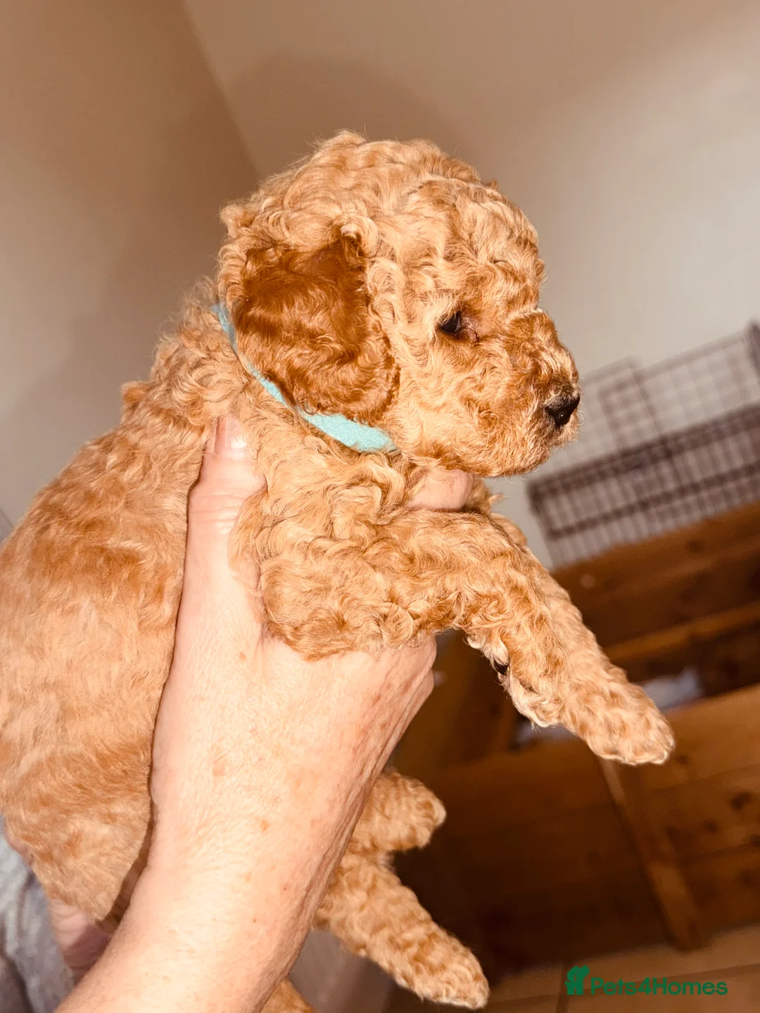 Labradoodle dogs for sale: F2bb labradoodle  - Advert 3