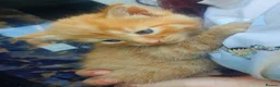 Mixed Breed cats for sale: One ginger boy left - Advert 4