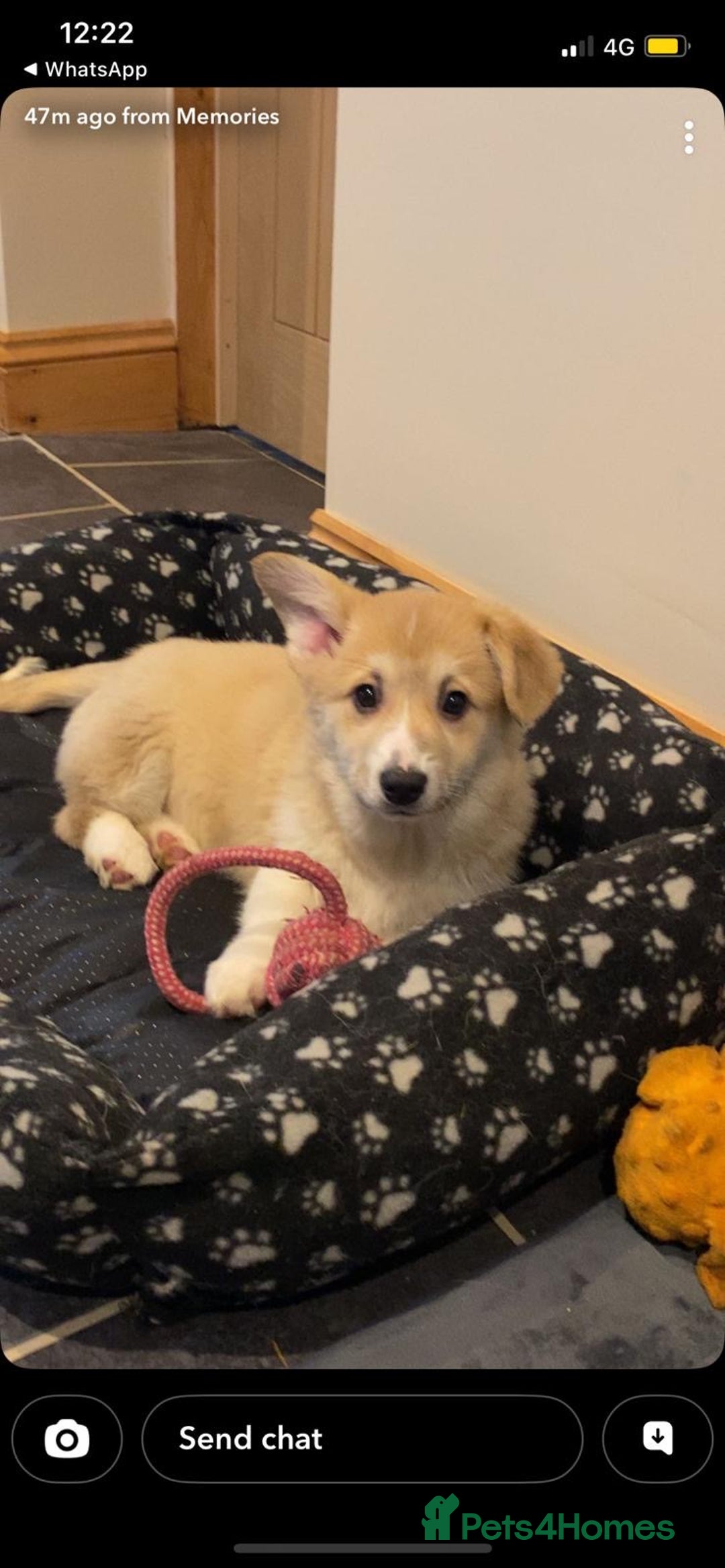 Welsh Corgi Pembroke dogs for sale: KC Registered Pembrokeshire Corgi Puppies - Advert 5