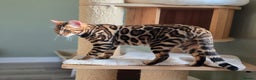 Bengal cats for sale: Brown Rosetted Bengal Prince  - Advert 23