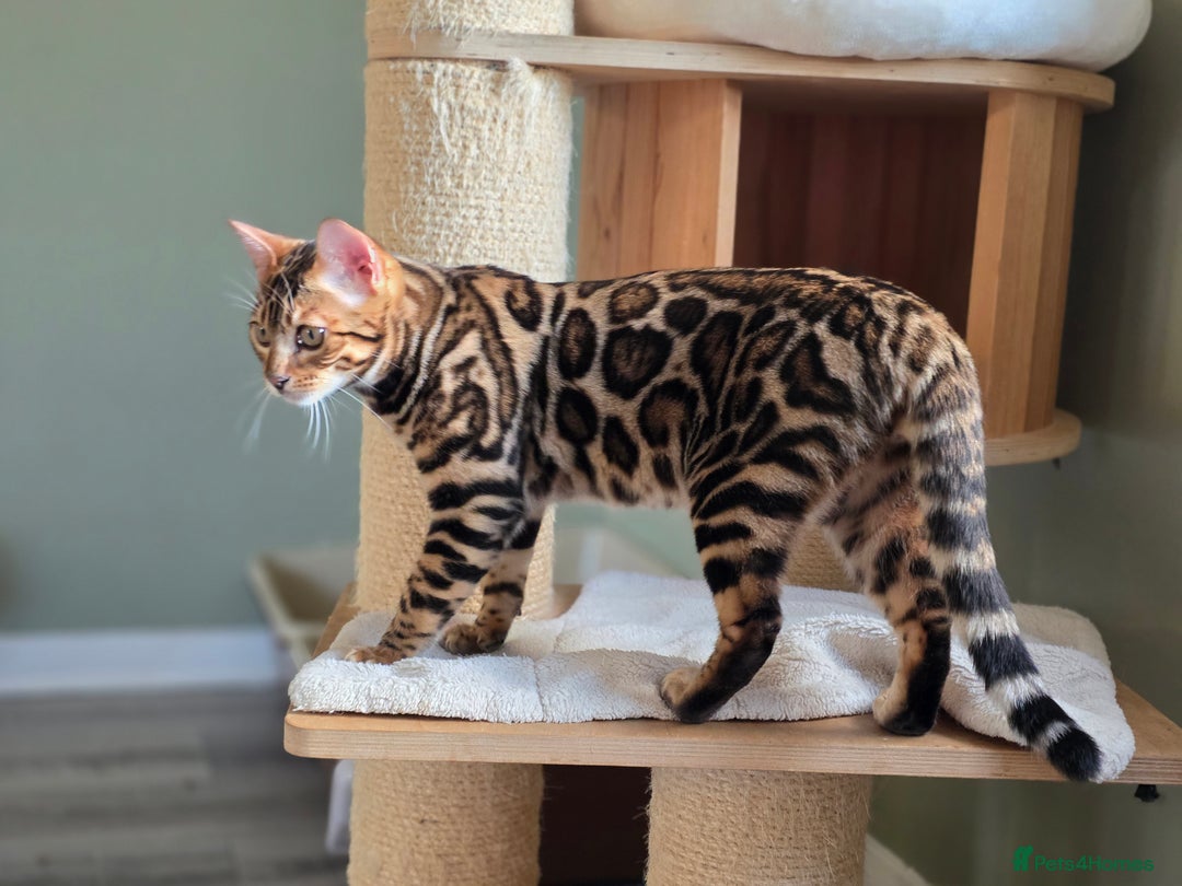 Bengal cats for sale: Brown Rosetted Bengal Prince  - Advert 23