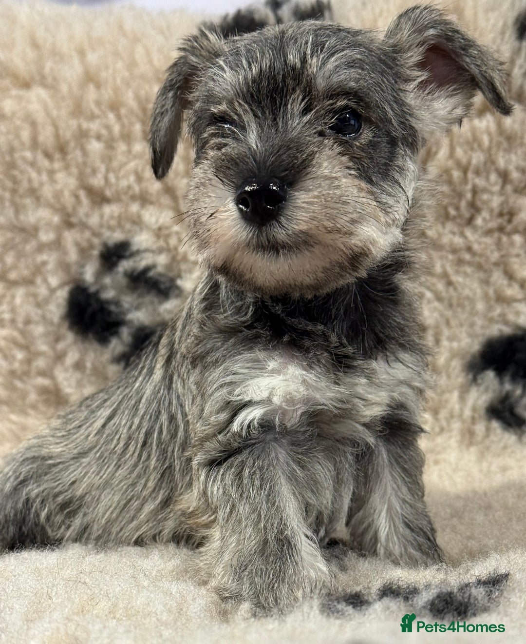 Miniature Schnauzer dogs for sale: Miniature schnauzers pups - Image 5