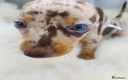 Miniature Dachshund dogs for sale: Miniature Dachshund KC Registered  - Image 9