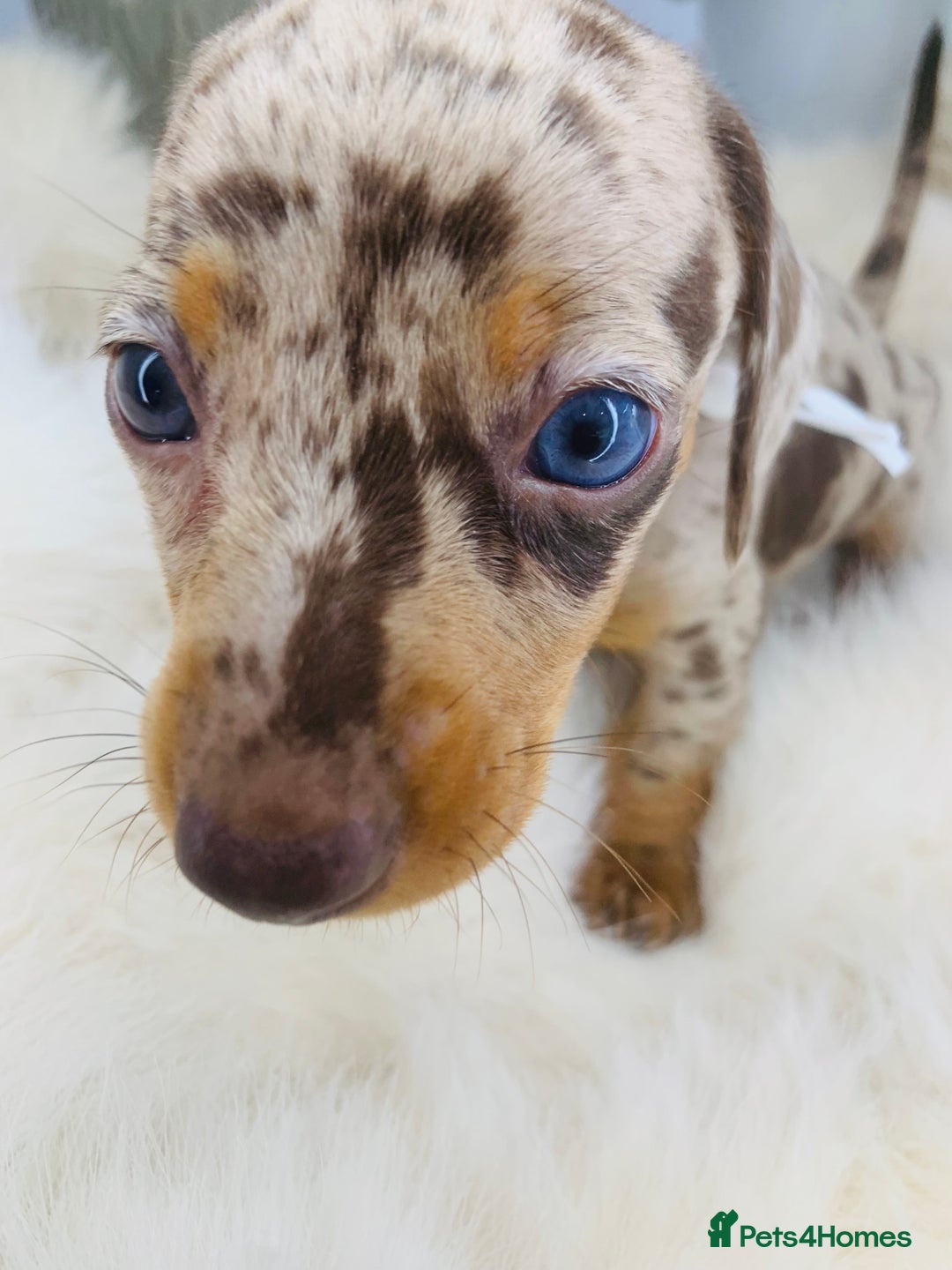 Miniature Dachshund dogs for sale: Miniature Dachshund KC Registered  - Image 9