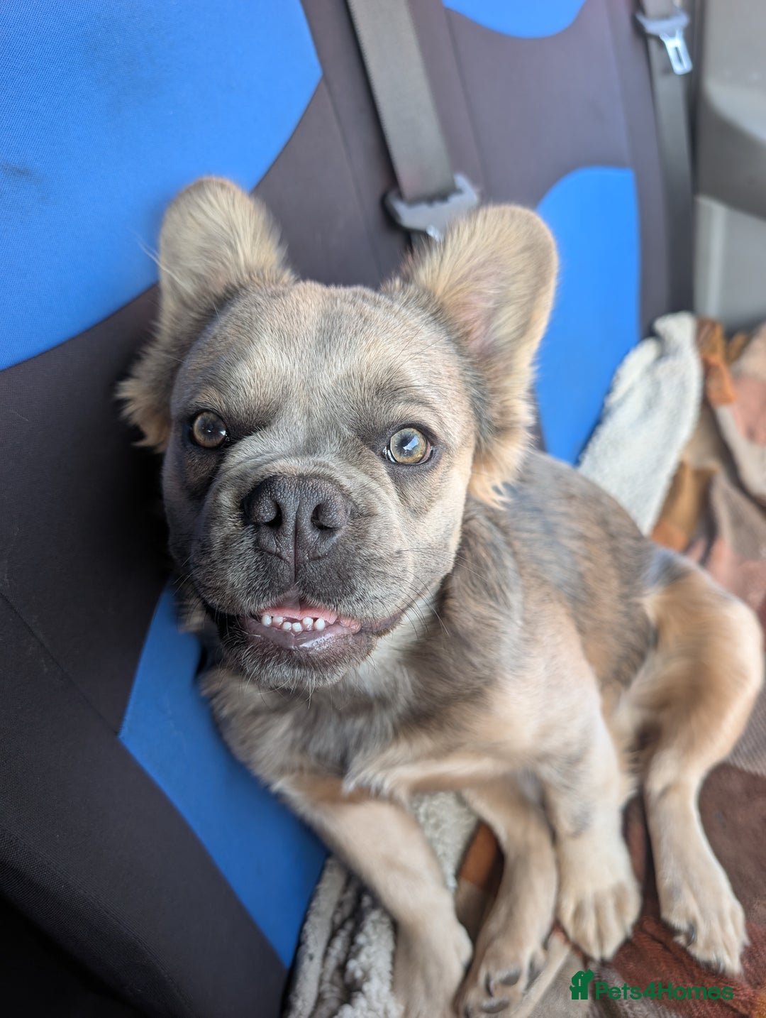 French Bulldog dogs for sale: 11 month old fluffy french bulldog called Hewie  - Image 3