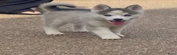 Pomsky dogs for sale: 6 beautiful pomsky 3 girls 3 boy ready to leave  - Advert 9