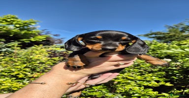 Miniature Dachshund dogs - Advert 14