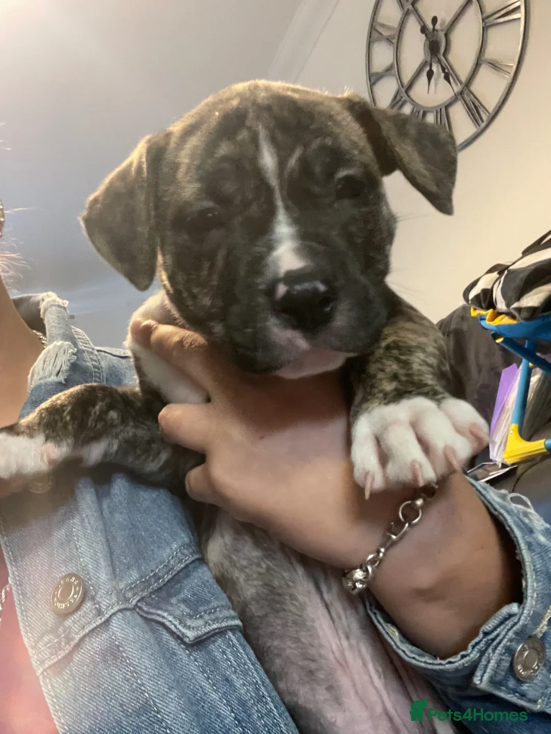 Mixed Breed dogs for sale: Old Tyme English bulldog x  - Advert 1