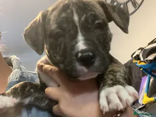 Mixed Breed dogs Old Tyme English bulldog x - Advert 1