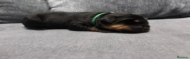 Rottweiler Puppy 1