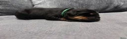 Rottweiler dogs for sale: ELITE KC REGISTERED GERMAN ROTTWEILER PUPPIES  - Advert 24