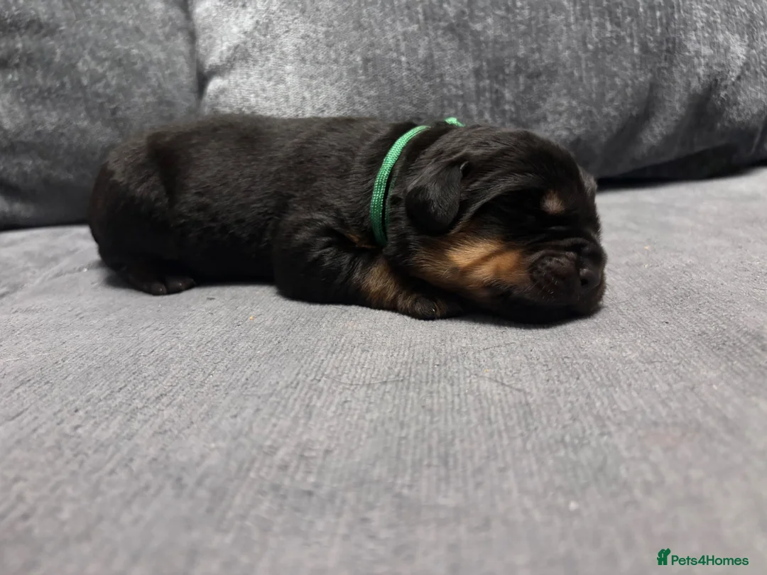 Rottweiler dogs for sale: ELITE KC REGISTERED GERMAN ROTTWEILER PUPPIES  - Advert 24