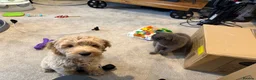 Cockapoo dogs for sale: Rupert in Alfreton - Advert 3