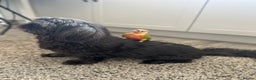 Conures birds for sale: Green Cheek Conure for sale 11months old £850 - Advert 19