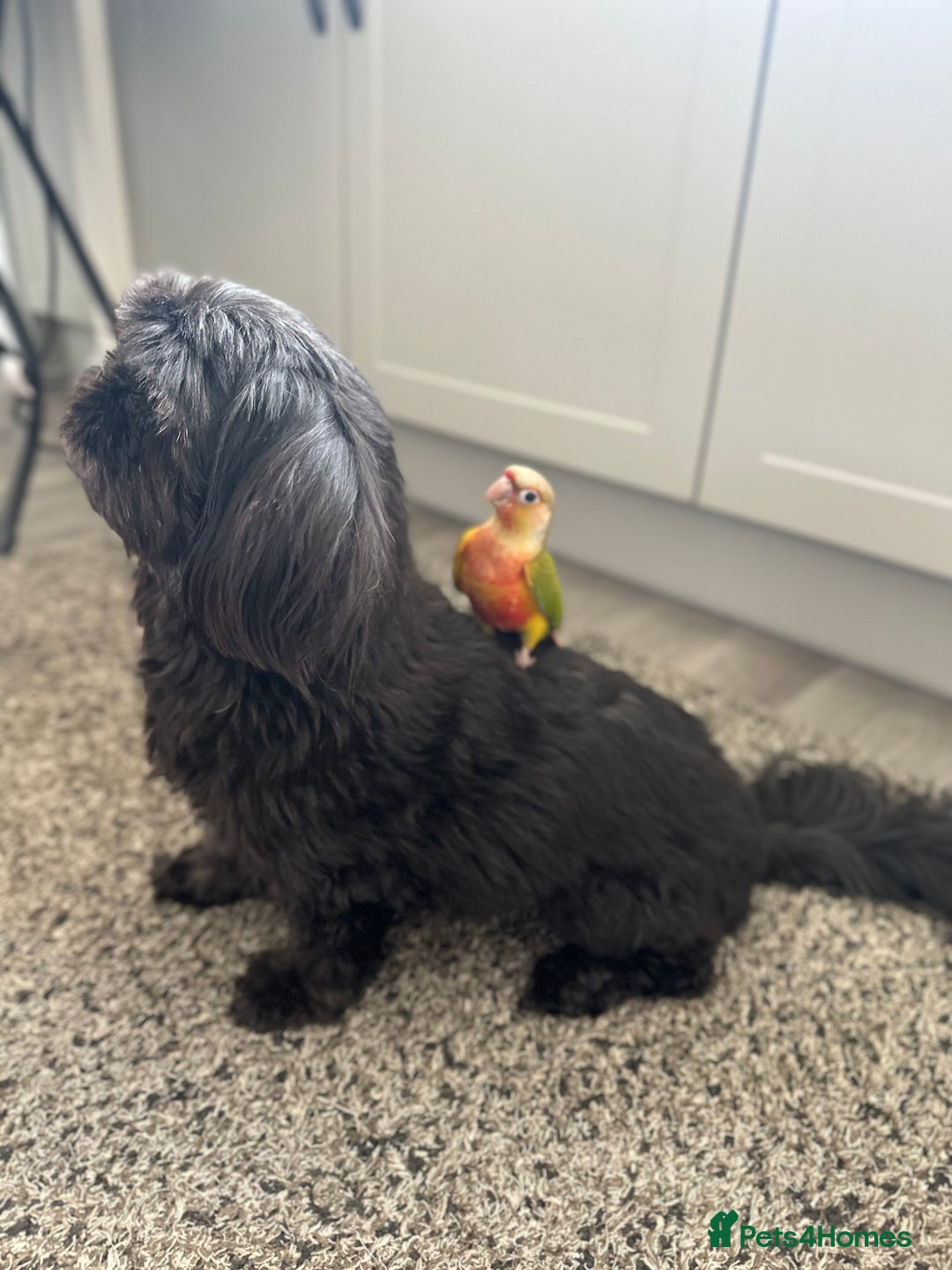 Conures birds for sale: Green Cheek Conure for sale 11months old £850 - Advert 19