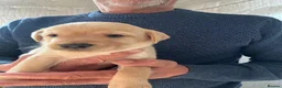 Labrador Retriever dogs for sale: KC Labrador pups - Advert 3