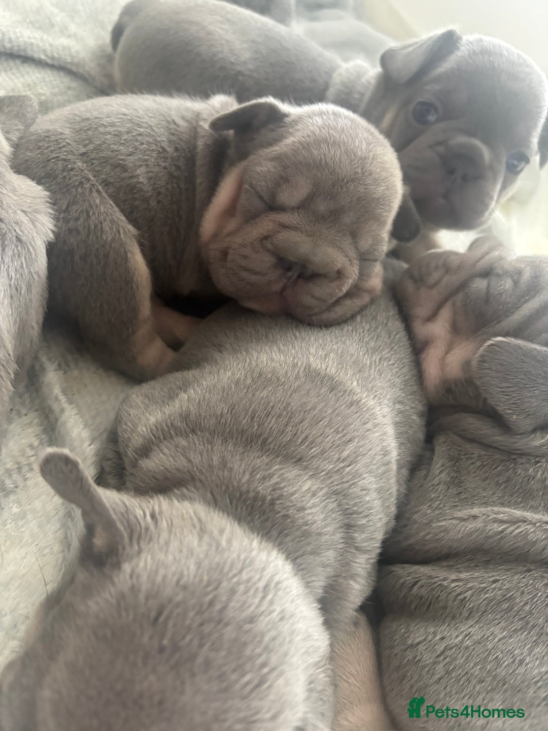 French Bulldog dogs for sale: French bulldog babies  - Image 22
