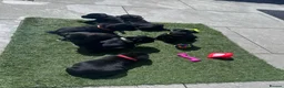 Staffordshire Bull Terrier dogs for sale: Beautiful Staffordshire bull terrier boy - Advert 7