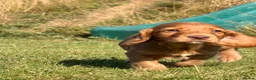 Cocker Spaniel dogs for sale: KC Registered working Cockers pups - Advert 16
