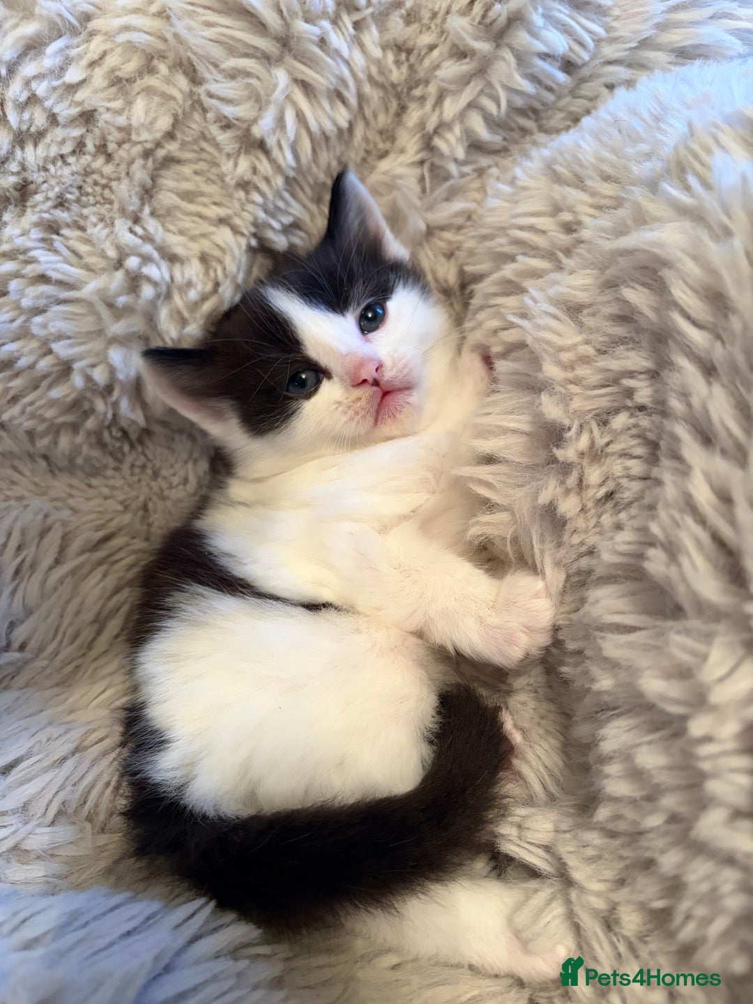 Mixed Breed cats for sale: Fluffy gorgeous mix of kittens - Advert 7