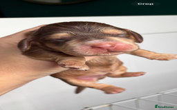 Cocker Spaniel dogs for sale: ✨ Gorgeous Litter of 6 Show Cocker Spaniels✨ - Image 4