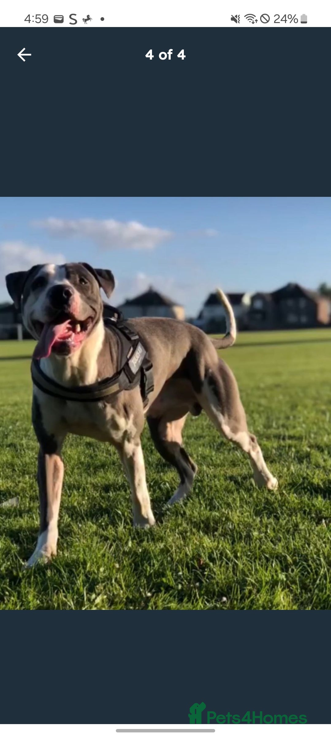 Mixed Breed dogs for sale: Mix  breed - Advert 1