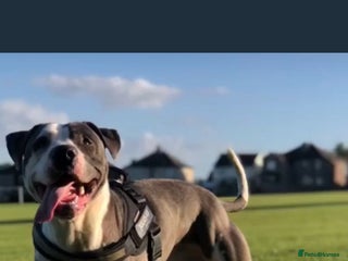 Mixed Breed dogs Mix breed - Advert 1