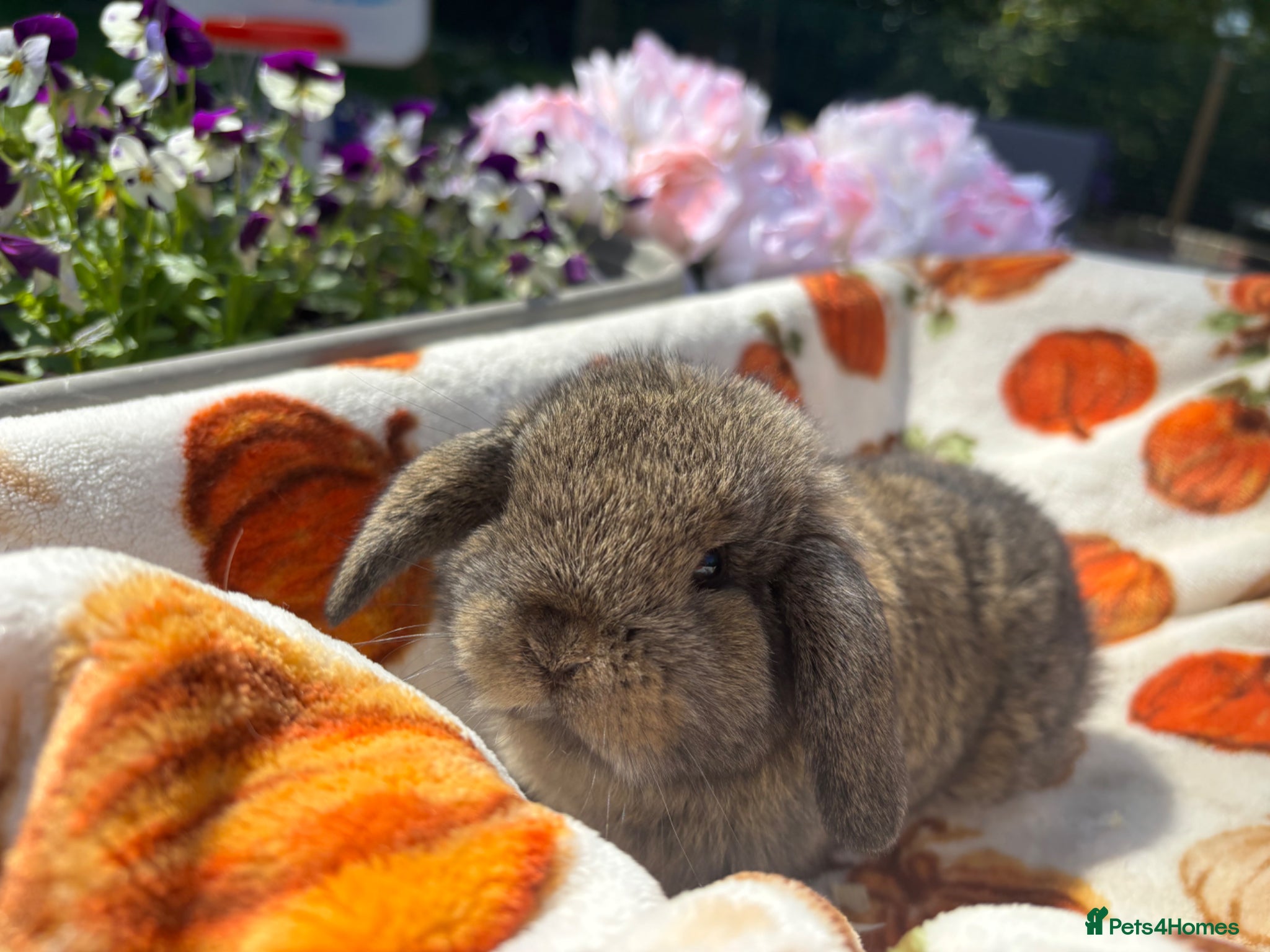 Mini Lop rabbits Pure mini lop  - Advert 5