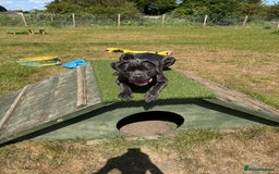 Cane Corso dogs for sale: Cane corso - Image 1