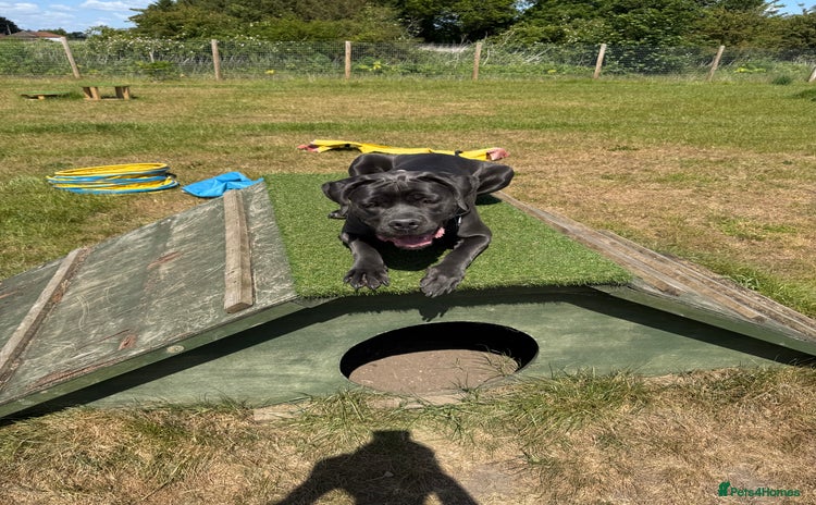 Cane Corso dogs - Advert 1