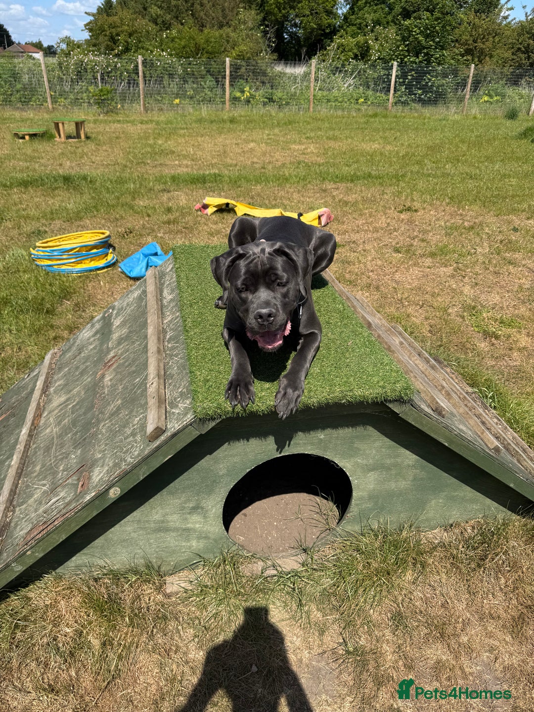 Cane Corso dogs for sale: Cane corso - Image 1