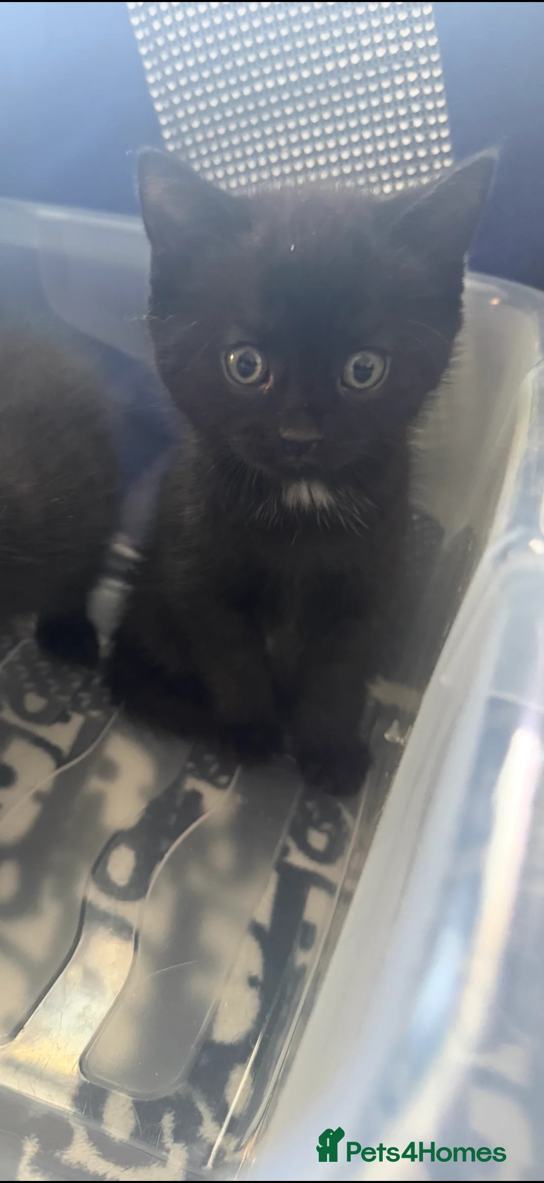 British Shorthair cats for sale: British shorthair x kittens  - Advert 2