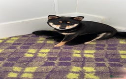 Japanese Shiba Inu dogs for sale: 	“Shiba Inu Puppies – Champion Pedigree, DNA Clear - Image 27