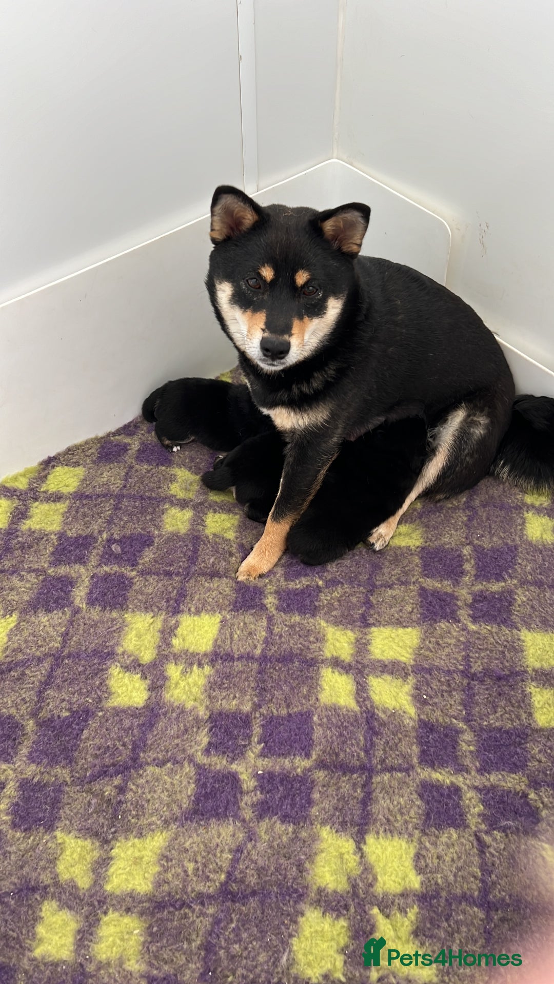 Japanese Shiba Inu dogs for sale: 	“Shiba Inu Puppies – Champion Pedigree, DNA Clear - Image 27