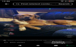 Mixed Breed dogs for sale: Rottweiler x Akita  mastiff pups - Advert 4