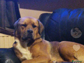 Mixed Breed dogs Rottweiler x Akita x mastiff pups - Advert 1