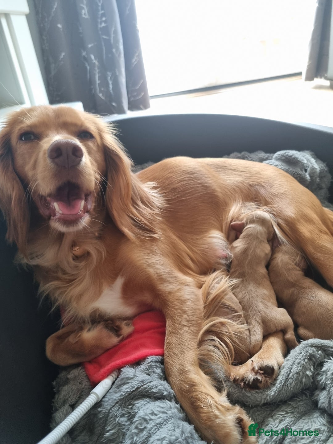 Cockapoo dogs for sale: Sweet and beautiful golden/red boy cockerpoo  - Image 6