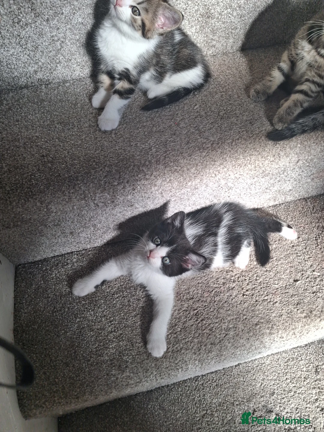 Mixed Breed cats for sale: British Shorthair x - Advert 14