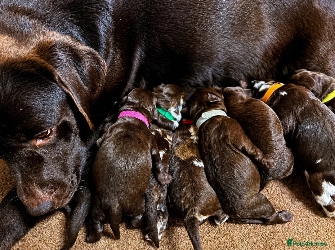 Labradoodle dogs for sale: Chocolate & chocolate Merle Babies 🐾🐾🐾 - Advert 17