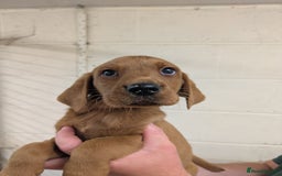 Labrador Retriever dogs for sale: Gorgeous Labrador Puppies for sale - Image 5