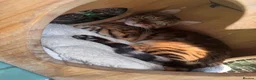 Bengal cats for sale: Retired Bengals - Various - Advert 7