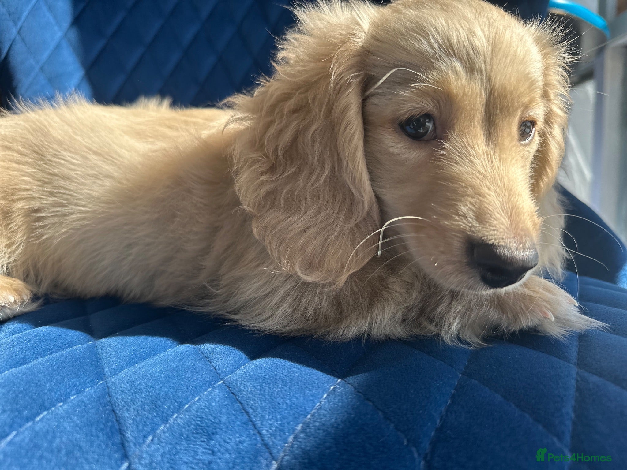 Miniature Dachshund dogs 👑 CREAM MINI DACHSHUNDS 👑 KC ✨ HEALTH TESTED ✨ - Advert 2