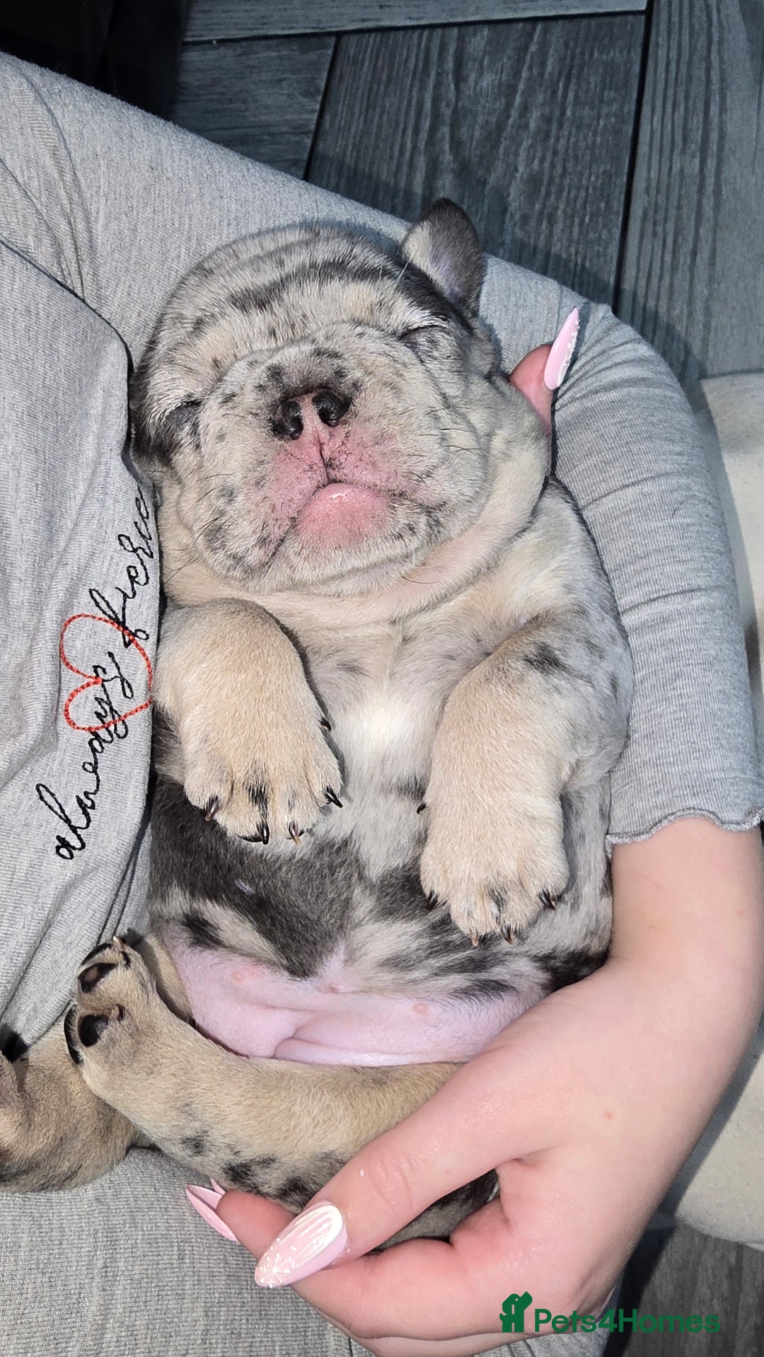 French Bulldog dogs for sale: Stunning french bulldog puppies - Advert 14