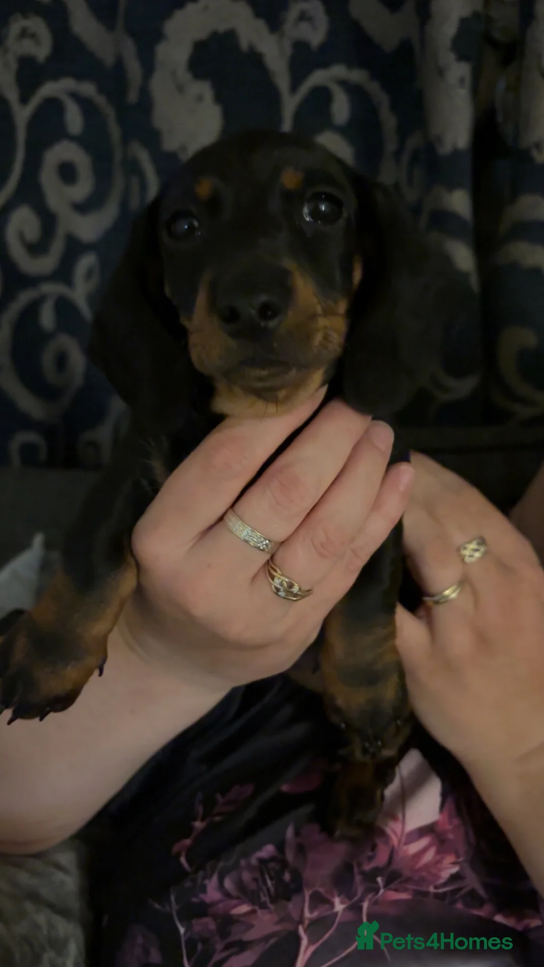 Miniature Dachshund dogs for sale: Mini Dutch hound puppy  - Advert 2