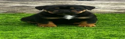 Rottweiler dogs for sale: Last 3 Beautiful Rottweiler Puppys - Advert 5