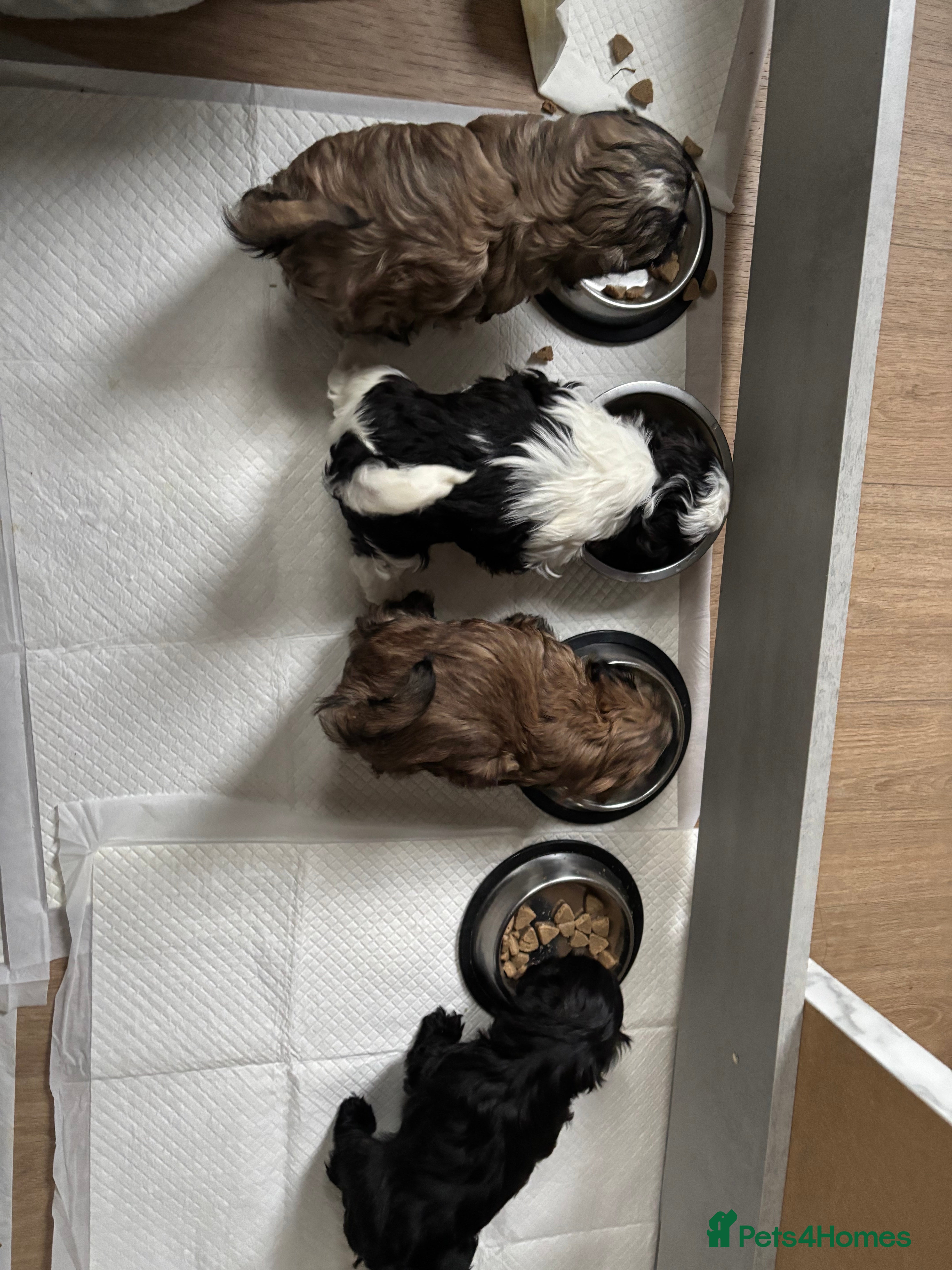 Shih Tzu dogs 💖 Imperial Shih Tzu Puppies 2 boys and 2 girls - Advert 7