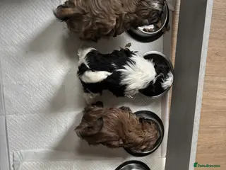 Shih Tzu dogs 💖 Imperial Shih Tzu Puppies 2 boys and 2 girls - Advert 7
