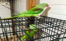 Parrots birds for sale: Alexandrine parrots for sale. - Image 6