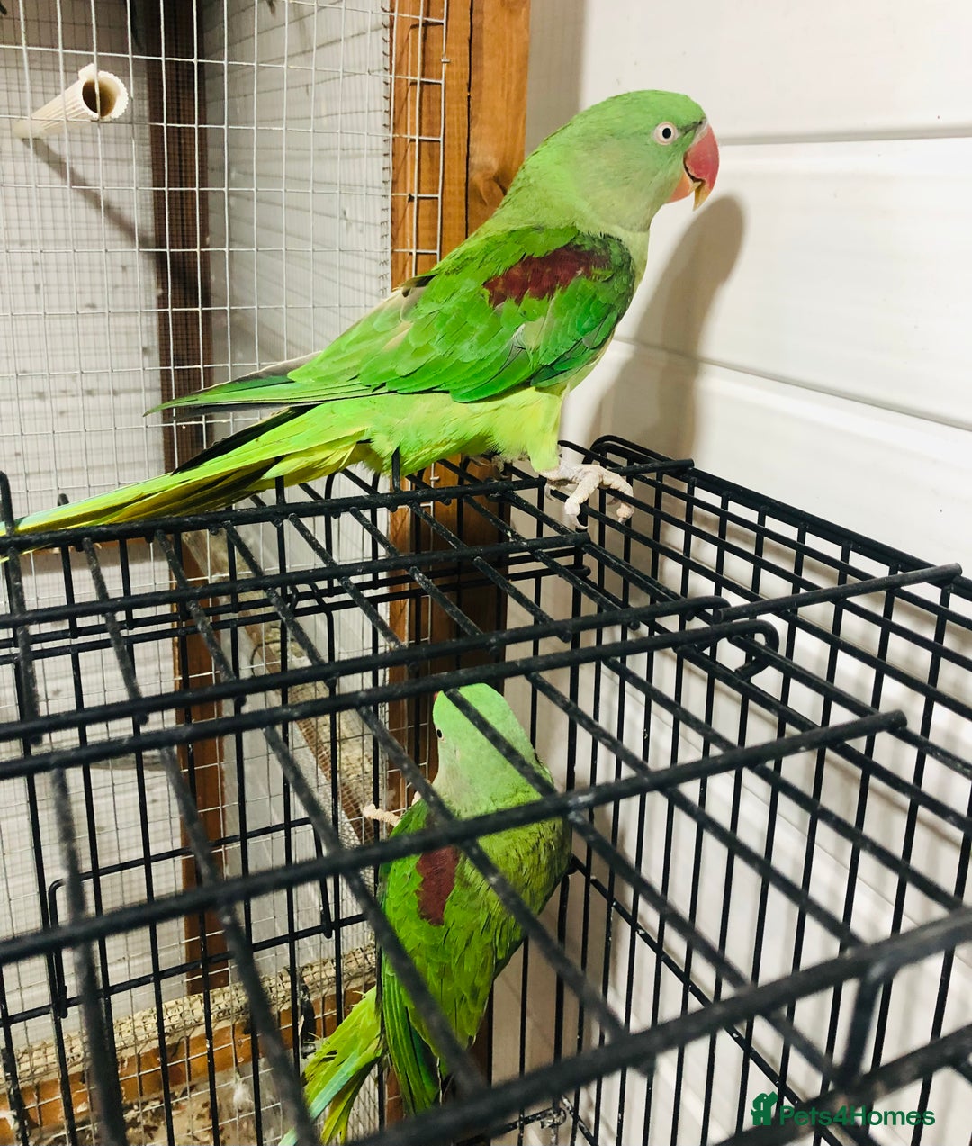 Parrots birds for sale: Alexandrine parrots for sale. - Image 6